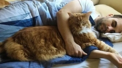 4 Причини да се позволи на котката да спи с вас в едно легло